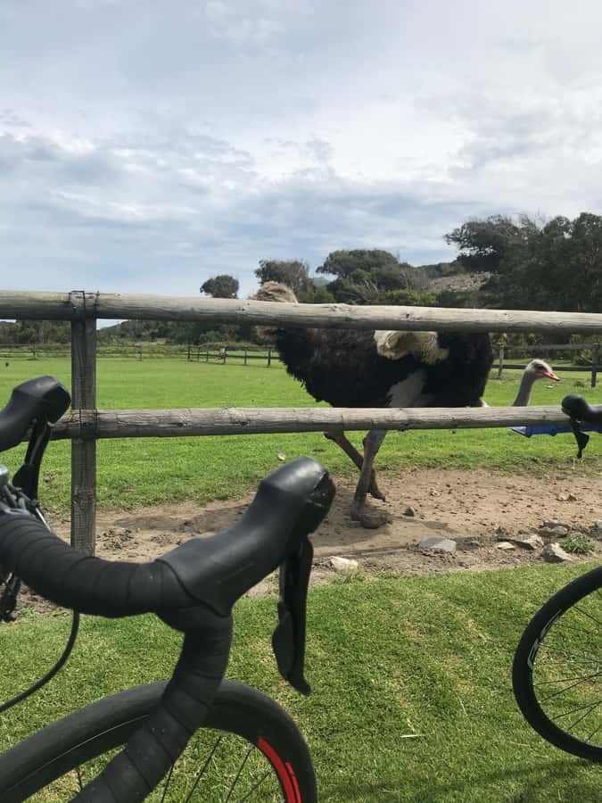 Cape Town: Peninsula Road Bike Tour - Who should book this ride?