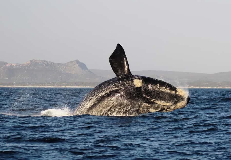 Cape Town: Premium Attractions City Pass with Bus Tour - Choosing the one premium experience