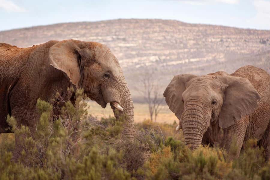Cape Town: Private Aquila Reserve Safari with Winery Lunch - Two hours from Cape Town to the bush