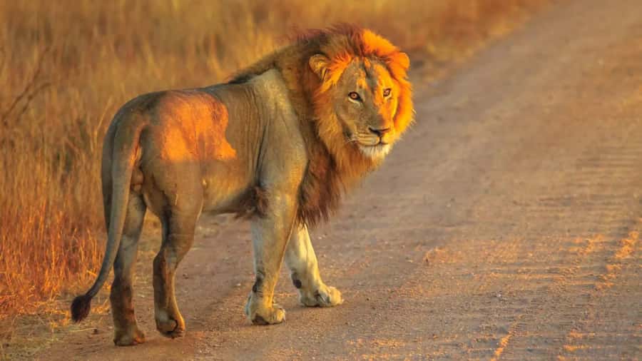 Cape Town: Private Aquila Reserve Safari with Winery Lunch - Fairview Wine and Cheese before the animals