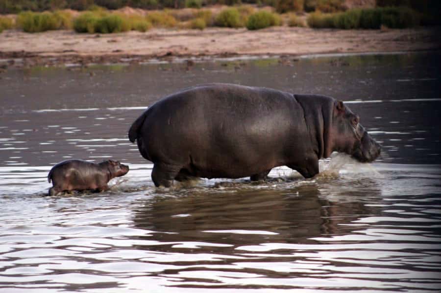 Cape Town: Private Aquila Reserve Safari with Winery Lunch - Two to three hours searching for the Big Five