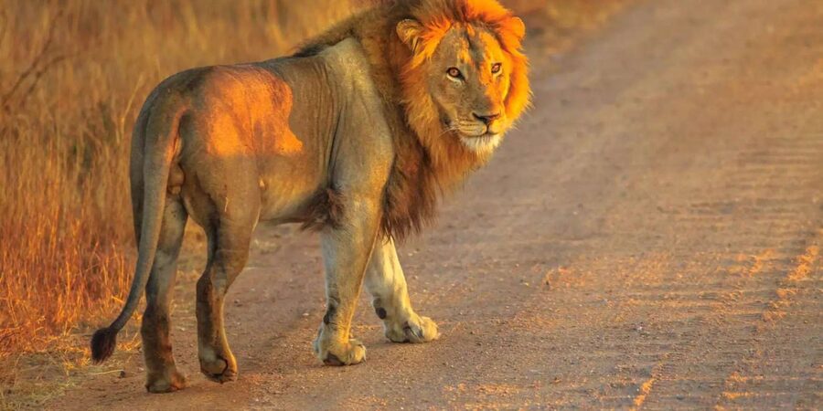 Cape Town: Private Aquila Reserve Safari with Winery Lunch - Who will enjoy this long day most?