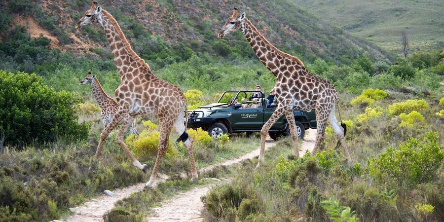 Cape Town: Private Aquila Reserve Safari with Winery Lunch - Should you book the Aquila and Fairview day trip?