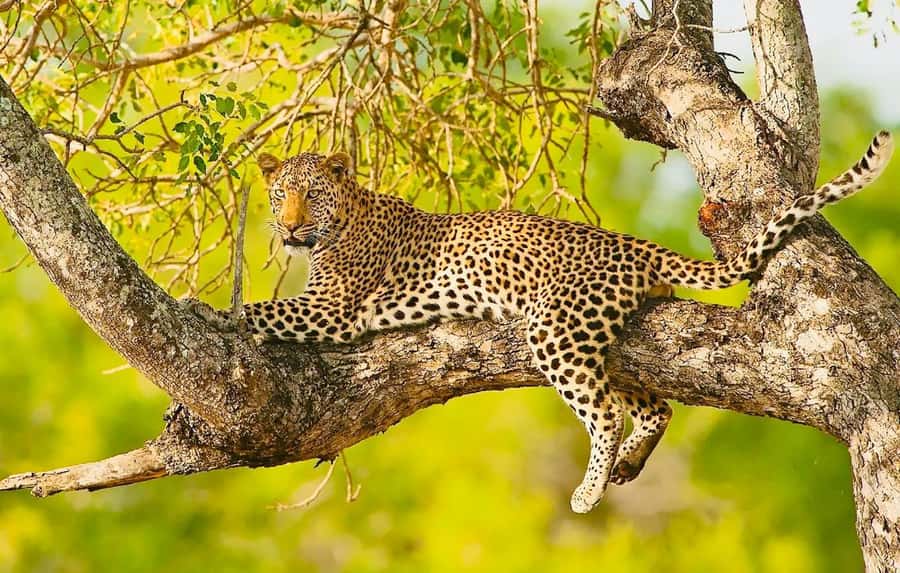 Cape town: Private Full-day Big 5 Aquila Game Reserve Tour - Breakfast and the first welcome at Aquila