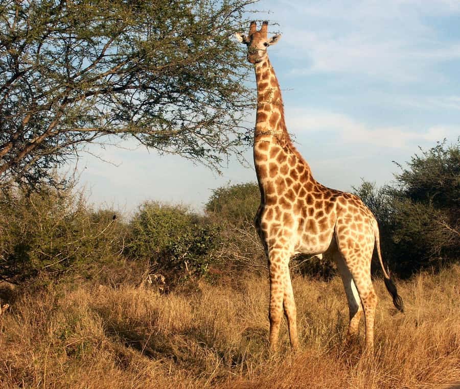 Cape town: Private Full-day Big 5 Aquila Game Reserve Tour - Fairview wine, cheese, and a change of pace