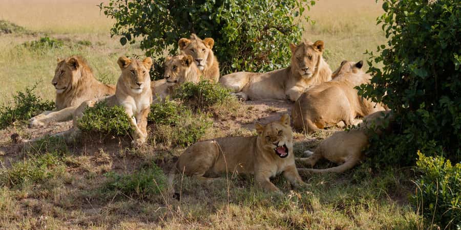 Cape town: Private Full-day Big 5 Aquila Game Reserve Tour - Leaving Cape Town for Aquila Private Game Reserve