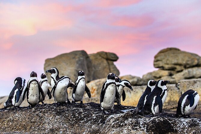 Cape Town Private Group Tour to Cape of Good Hope and Boulders Penguins Colony - Bo-Kaap and the Atlantic Seaboard