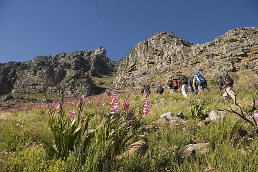 Cape Town Private Guided Table Mountain Hikes - Is $294 per person good value?