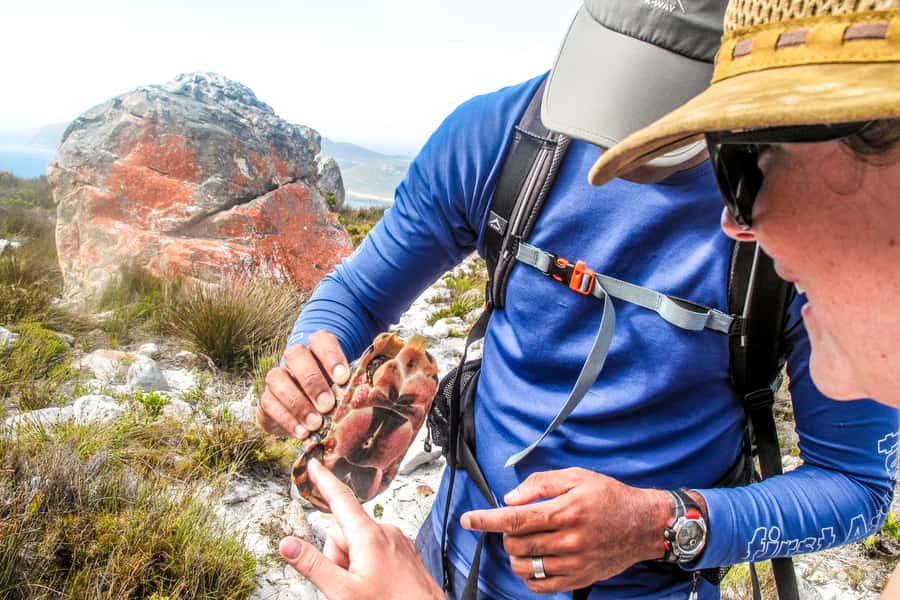 Cape Town Private Guided Table Mountain Hikes - Starting with a Cape Town pickup