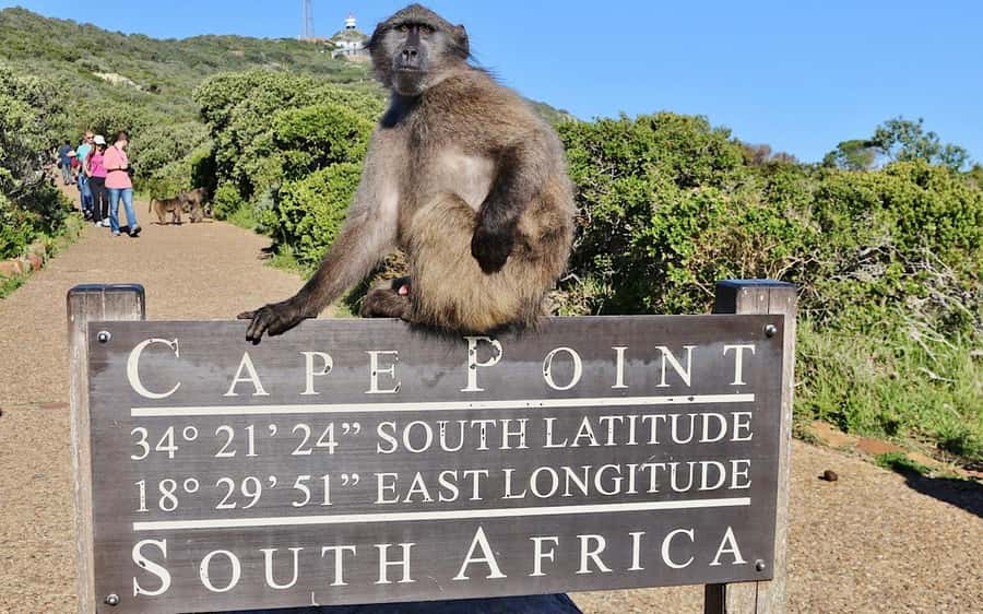Cape Town Private Tour to Cape Of Good Hope and the Penguins - Key points at a glance