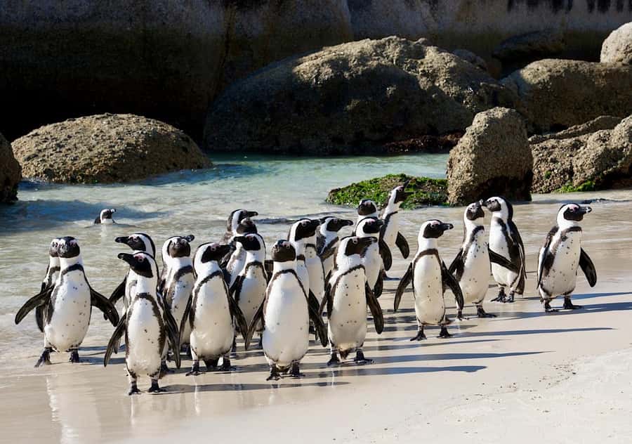 Cape Town Private Tour to Cape Of Good Hope and the Penguins - New Cape Point Lighthouse and the funicular choice