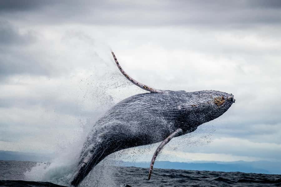 Cape Town: Private Tour with Customizable Itinerary - Key points to know before booking