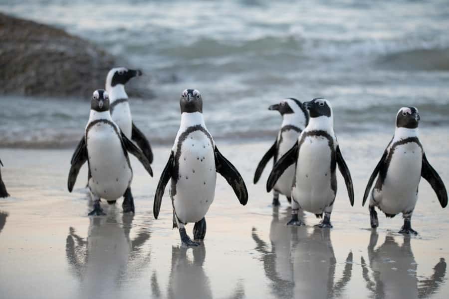 Cape Town: Private Tour with Customizable Itinerary - The Cape Peninsula packs in the biggest scenery