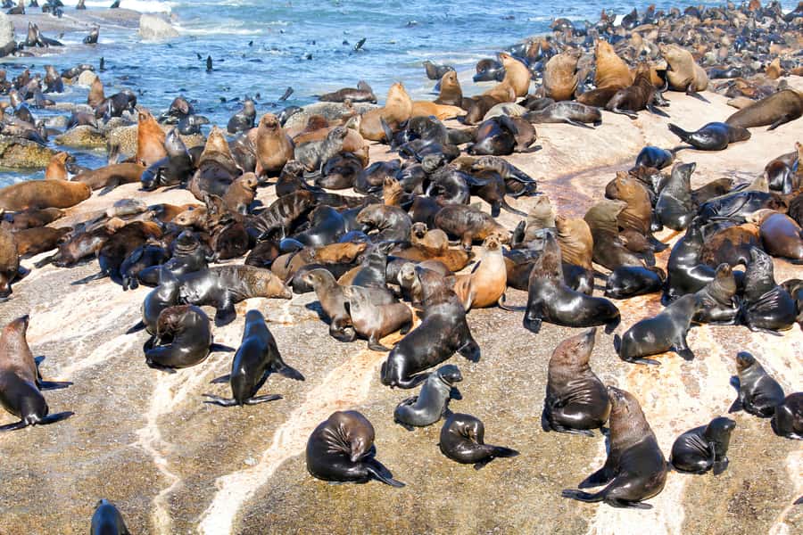 Cape Town: Robben Island Ferry Ticket and Townships Tour - Why this day shows more than postcard Cape Town