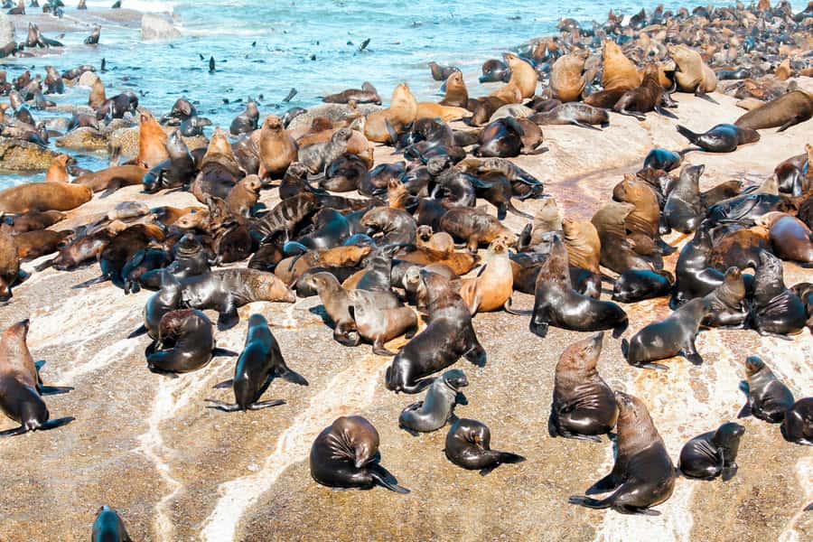 Cape Town: Robben Island Ferry Tour with 1-Way Hotel Pickup - Seeing the island by bus