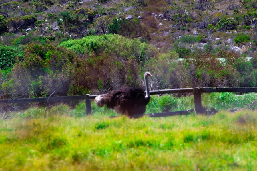 Cape Town's Best: Cape Point & Boulders Beach Group Tour - Simon’s Town gives you time to eat