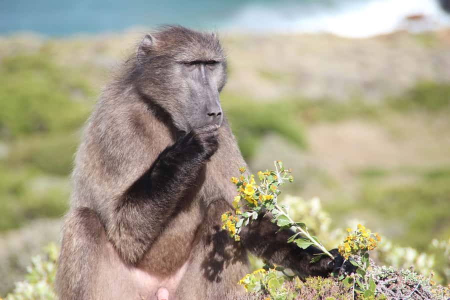 Cape Town's Best: Cape Point & Boulders Beach Group Tour - Starting in Bo-Kaap and stopping at Maiden’s Cove