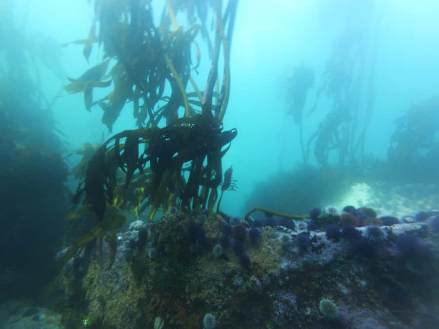 Cape Town: Scuba Diving Experience for Beginners - Why the instruction matters more than the equipment