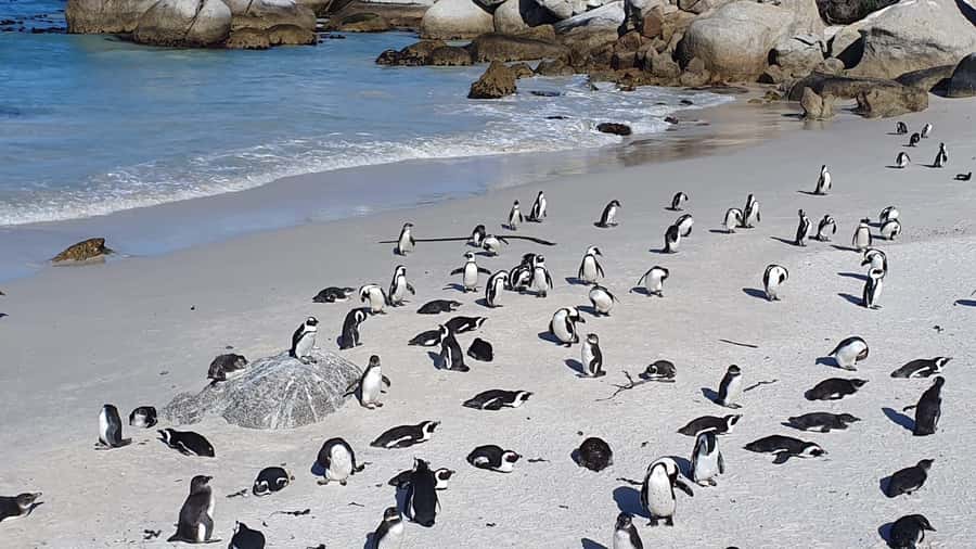 Cape Town: Seal Island, Cape of Good Hope& Penguins Private - Camps Bay, Clifton, and the first ocean views