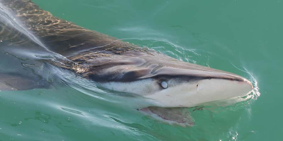 Cape Town: Shark Cage Dive - Key points to know before booking