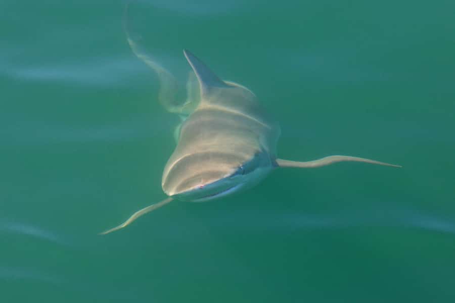 Cape Town: Shark Cage Dive - Why False Bay makes this more than a shark encounter