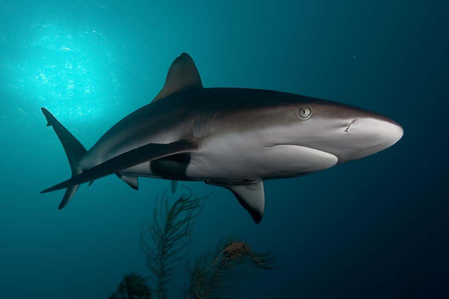 Cape Town: Shark Cage Dive - Seal Island and the first wildlife search