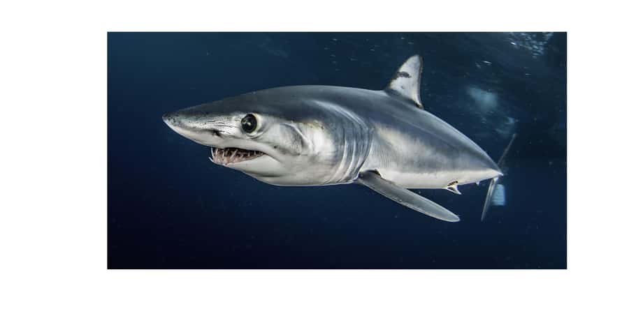 Cape Town: Shark Cage Dive - The cage session with bronze whaler sharks