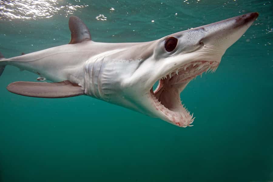 Cape Town: Shark Cage Dive - Who will enjoy this most?
