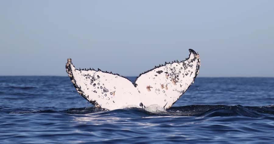 Cape Town: Shark Cage Dive - Should you book the Apex Shark Expeditions trip?