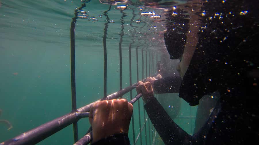 Cape Town: Shark Cage Dive - From Simon’s Town Boardwalk Centre to the bay