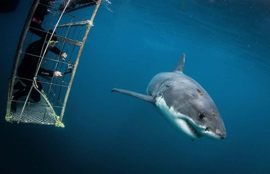 Cape Town: Shark Cage Diving Tour (with Breakfast & Lunch) - Why the Gansbaai shark encounter is worth the long day
