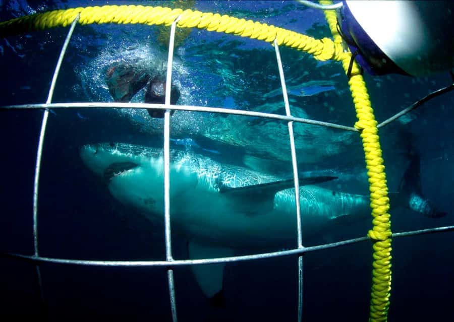 Cape Town: Shark Cage Diving Tour (with Breakfast & Lunch) - Safety briefing, wetsuit, and mask