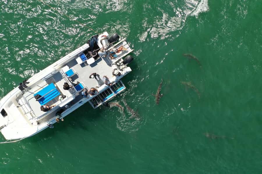 Cape Town: Shark Cage Diving Tour (with Breakfast & Lunch) - The crew and organization