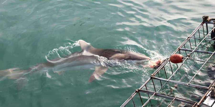 Cape Town: Shark Cage Diving Tour (with Breakfast & Lunch) - Price, flexibility, and who gets good value