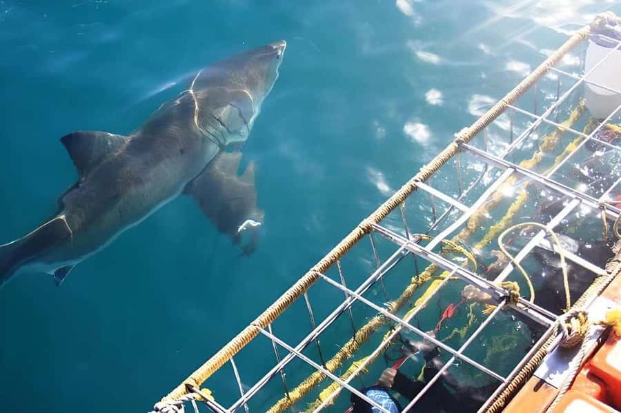 Cape Town: Shark Cage Diving Tour (with Breakfast & Lunch) - What to bring and how to prepare