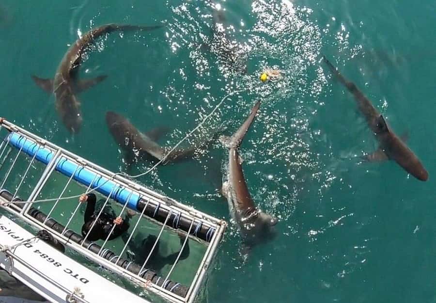 Cape Town: Shark Cage Diving Tour (with Breakfast & Lunch) - Breakfast in Gansbaai before the boat