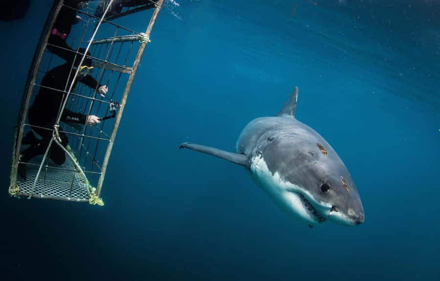 Cape Town: Shark Cage Diving with Snacks and Soft Drinks - Key points to know before you book