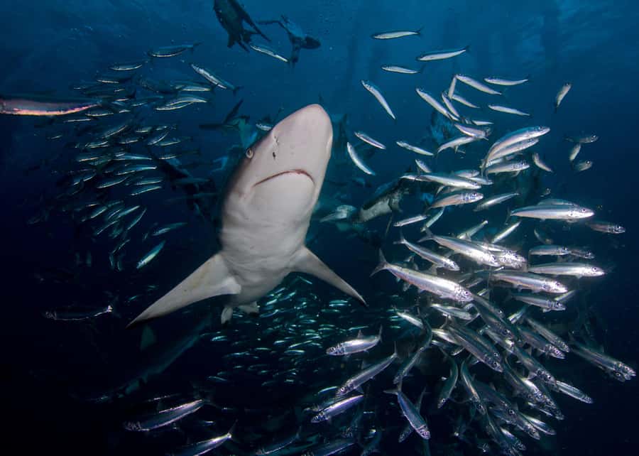 Cape Town: Shark Cage Diving with Snacks and Soft Drinks - Should you book the Shark Explorers trip?