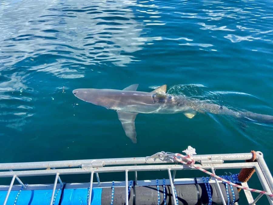 Cape Town: Shark Cage Diving with Snacks and Soft Drinks - Meeting the sharks from the boat first