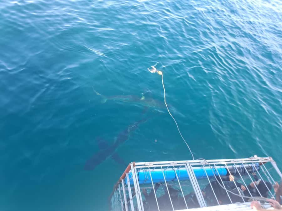 Cape Town: Shark Cage Diving with Snacks and Soft Drinks - What the partially submerged cage feels like