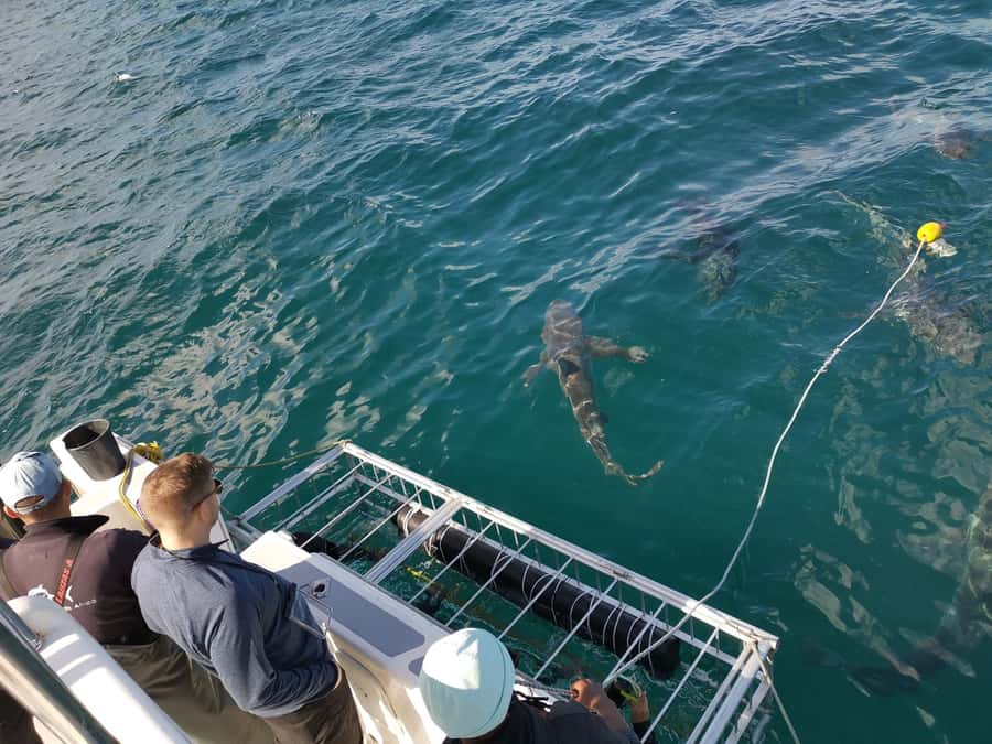 Cape Town: Shark Cage Diving with Snacks and Soft Drinks - Snacks, towels, and the trip back