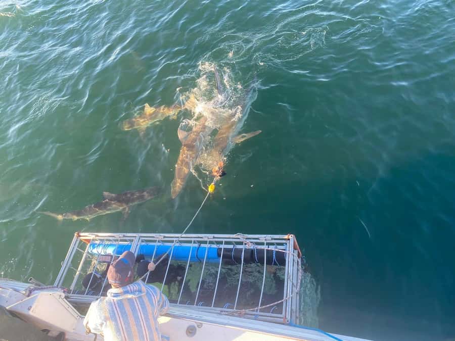 Cape Town: Shark Cage Diving with Snacks and Soft Drinks - What the $233 price includes
