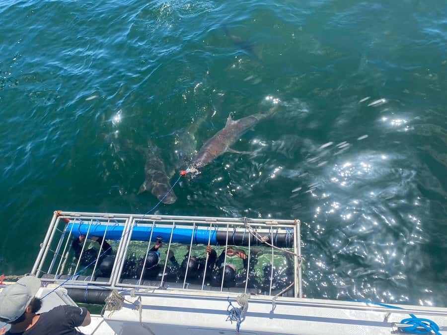Cape Town: Shark Cage Diving with Snacks and Soft Drinks - Who will enjoy this most