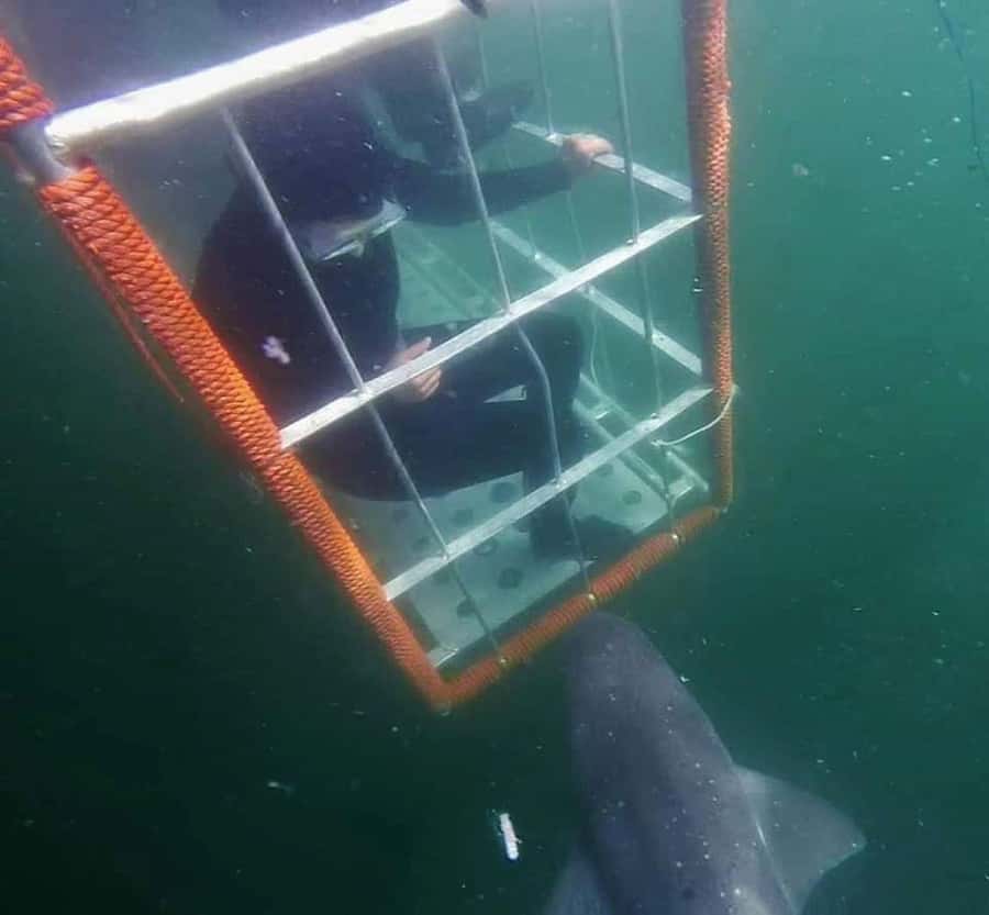 Cape Town: Shark Cage Diving with Snacks and Soft Drinks - The boat ride into False Bay