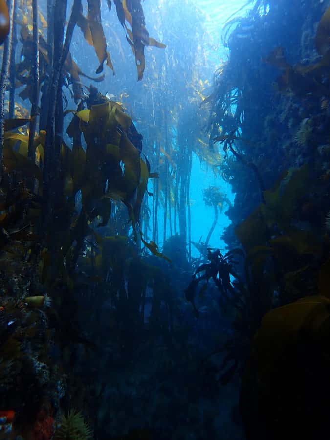 Cape Town: Shark Science SCUBA Diving Experience - Key points to know before you book
