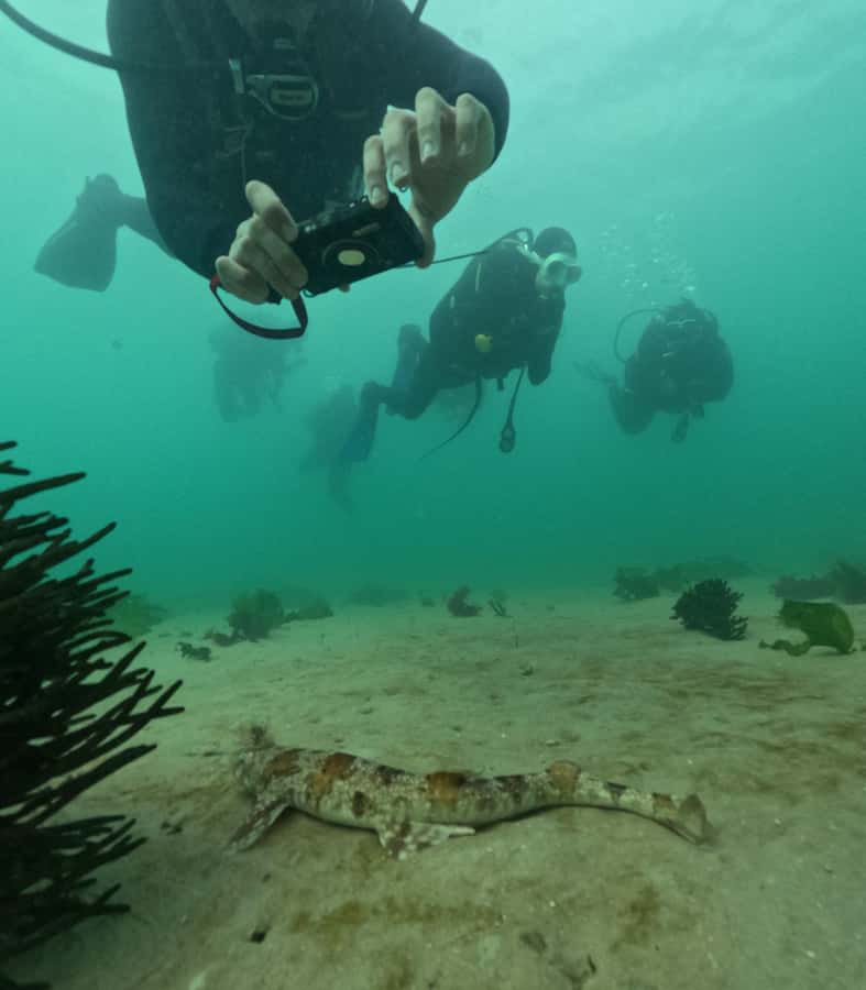 Cape Town: Shark Science SCUBA Diving Experience - The 20-minute safety and science briefing