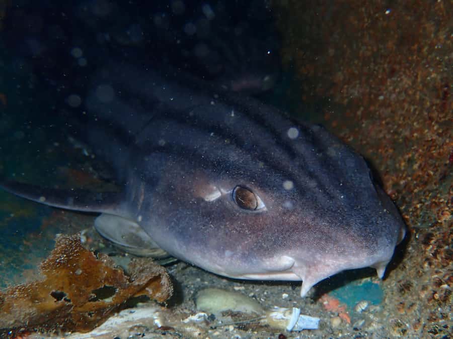Cape Town: Shark Science SCUBA Diving Experience - Entering the kelp forest near Simon’s Town
