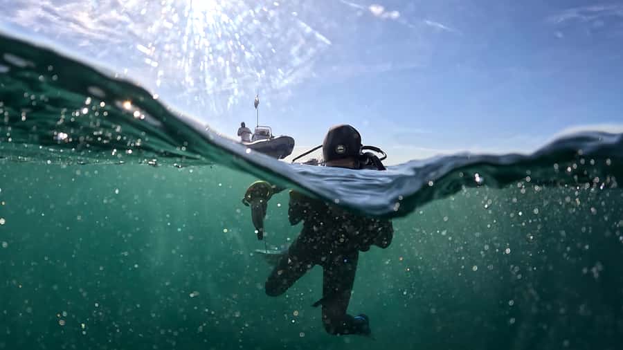 Cape Town: Shark Science SCUBA Diving Experience - How the shark data works
