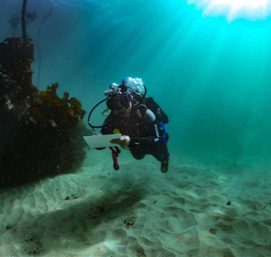 Cape Town: Shark Science SCUBA Diving Experience - Meeting at False Bay Yacht Club