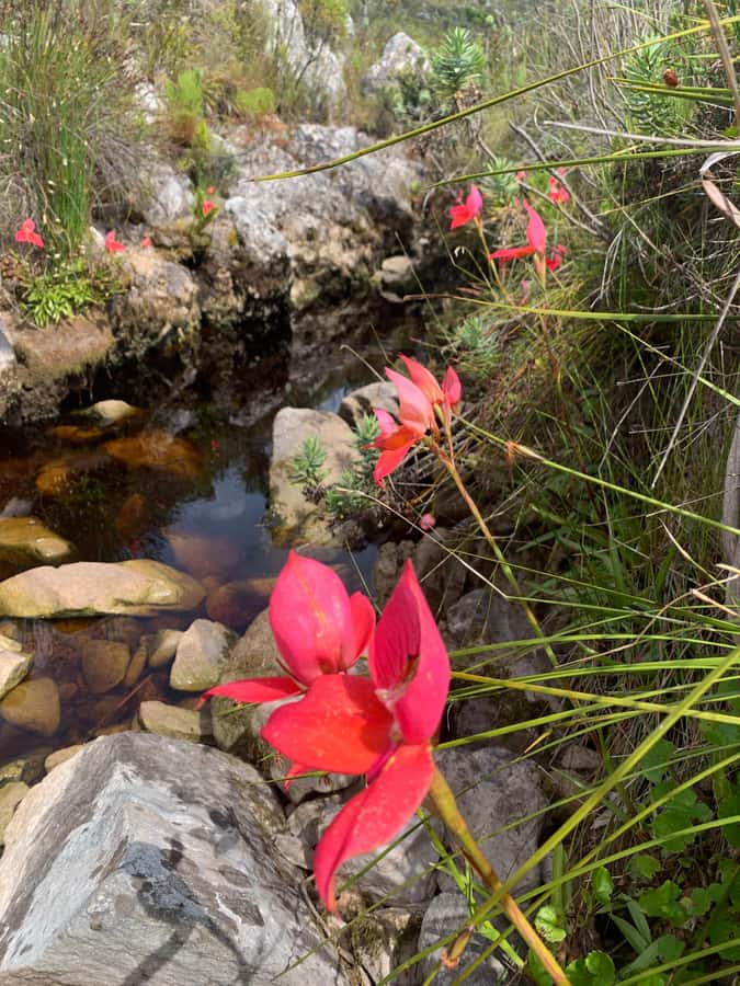 Cape Town: Skeleton Gorge Hike to Table Mountain Summit - Key points to know before you book